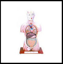 Biological Model